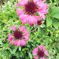ガイラルディア,ガイラルディア グレープセンセーション,庭の画像