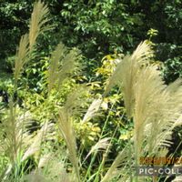 ススキ,ハナミズキ,タンポポ,アレチヌスビトハギ,長居植物園の画像
