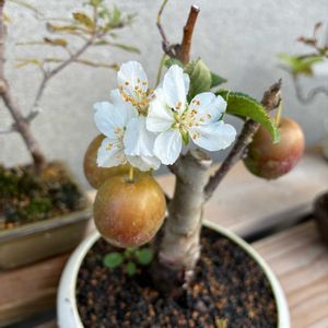 盆栽,庭の画像