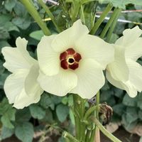 オクラ,ワタ,イヌガラシ,イヌダテ,花のある暮らしの画像