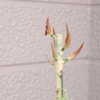 ウンベラータ,ヒルデウィンテラコラデモノニス,∠( ﾟдﾟ)／ｽﾊﾟｯﾄの画像