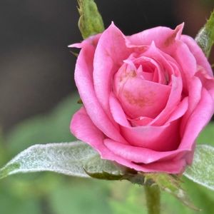 ミニバラ,小さな庭の画像