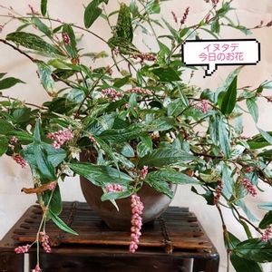 イヌタデ,雑草,花のある暮らし,今日のお花,植物大好きの画像