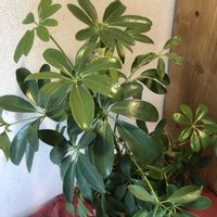 シェフレラ,カポック,観葉植物,鉢植え,ガーデニングの画像