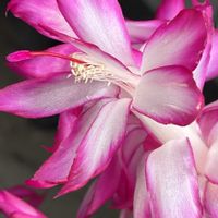 デンマークカクタス,癒し,花のある暮らし,応援花❤️,❤️M.family❤️の画像