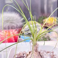 アルブカ,アルブカ　フミリス,多肉植物,観葉植物,塊根植物の画像