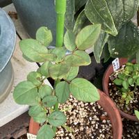 マイブーム,花のある暮らし,大好き♡︎ʾʾ,挿し木から成長,薔薇愛の画像