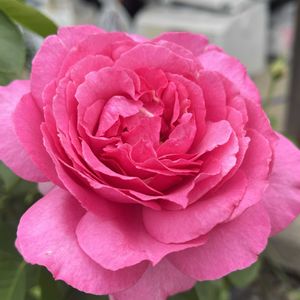 バラ,イヴ・ピアジェ,イヴ・ピアジェ,薔薇 イヴ・ピアッチェの画像