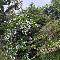 コムラサキ,デュランタ,ニオイバンマツリ,畑花壇の画像