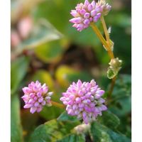 ヒメツルソバ,ポリゴナム(ヒメツルソバ),ポリゴナム,花のある暮らし,お散歩道の画像