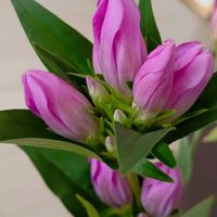 スターチス,リンドウ,黄色いお花,札幌から,リビング・ダイニングの画像