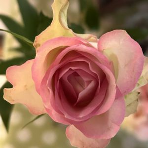 バラ,切り花,木曜日は桃色の画像