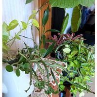 ウンベラータ,ポトス　ライム,オリヅルラン　ボニー,観葉植物,ガーデニングの画像