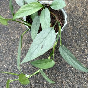 エピプレムナム,鉢植え,花が好き,無農薬❤家庭菜園,野菜が好きの画像
