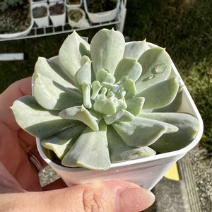 トップシー タービィ,トップシーダービー,多肉植物,多肉棚,庭の画像