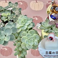 カリシア,セダム属 マジョール,7cエケベリア,越中 ミセバヤ,豆腐の日の画像