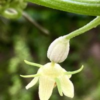 ハヤトウリ,ハヤトウリ(雄花),iPhone撮影,畑　畑道の画像