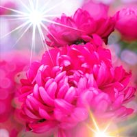 グロリオサ,元気になって,バラ  ジュミリア,Ｉ♡愛♡LOVE♡flower,今月の挨拶の画像