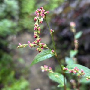 イヌタデ,イヌタデ,イヌタデ（アカマンマ）,ポントクタデ,ポントクタデの画像