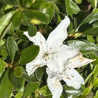 ツツジ,庭の画像