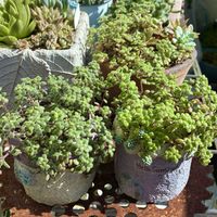 ブロウメアナ,多肉植物,自作リメ缶,埼玉タニラー,モフモフ大好きの画像
