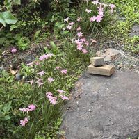 リンゴ,零れ種の熊本京菜の画像