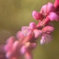イヌタデ,イヌタデ,イヌタデ,イヌタデ,イヌタデ（アカマンマ）の画像
