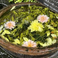 オミナエシ,ダリア,山野草,深大寺,花手水の画像