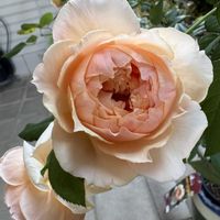 バラ 真宙 まそら,バラ 真宙 まそら,薔薇(紅華美),薔薇(紅華美),takiさんの薔薇の画像
