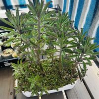 カランコエ,不死鳥,多肉植物の画像