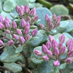 ミセバヤ,タルトタタン,庭の花,カレンダー,花のある暮らしの画像