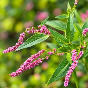 イヌタデ,オオケタデ（オオベニタデ）,雑草,我が家の畑,今日のお花の画像
