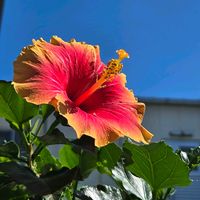 サフラン,ハイビスカス,ハイビスカス ミセスユミ,青空の下,咲いてくれてありがとう❤の画像