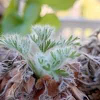 ペラルゴニウム,亀甲竜,花のある暮らし,多肉のある暮らし,植物のある暮らしの画像