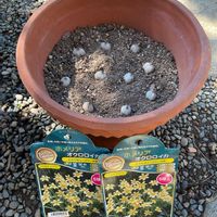 アネモネ,スイセン,ホメリア,鉢植え,秋植え球根の画像