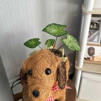 シンゴニウムの画像