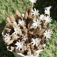 ペルシダム,コノフィツム ペルシダム,多肉植物,コノフィツム属,神奈川タニラーの画像