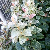 ハツユキカズラの画像