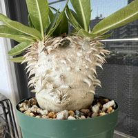 パキポディウム・デンシフローラム,多肉植物,コーデックス,パキポディウム属,キョウチクトウ科の画像