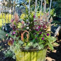 ケイトウ,ヒヤシンス,寄せ植え,お庭,ウサギの画像