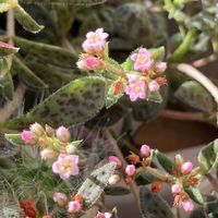 クーペリー,多肉植物,クラッスラ属,ベランダガーデニング,バルコニー/ベランダの画像