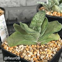 多肉植物,ガステリア,多肉生活,お肉園,多肉のある暮らしの画像