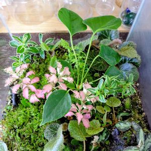 アンスリウム,ベゴニア,ユキノシタ,斑入り白丁花,屋久島スミレの画像