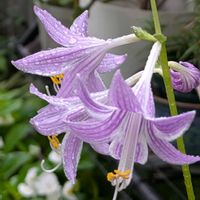 ホトトギス,グロリオサ,秋明菊,꒰ღ˘◡˘ற꒱かわゅ~,花のある暮らしの画像