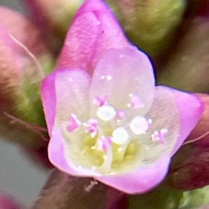 イヌタデ,イヌタデ,小さな花,雑草,癒しの画像