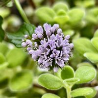 ローズマリー,ローズマリー,オーデコロンミント,オーデコロンミント,エキナセア発芽の画像