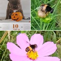 コスモス,ルコウソウ,可愛い,癒やされて,四季を感じての画像