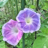 リナリア,朝顔,オキザリス イモカタバミ,花のある暮らし♡,おうち園芸の画像
