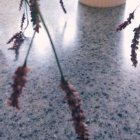 アゲラタム,アゲラタム,ミニバラ,イヌタデ,イヌタデの画像