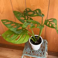 マドカズラ,観葉植物,ホームセンター,観葉植物初心者,HTC No.178の画像